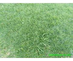 Kikuyu lawn grass for sale