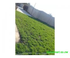 Instant lawn for sale